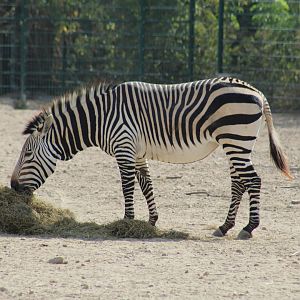 Hartmann's Mountain Zebra