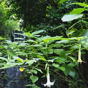 Angel's trumpet (Brugmansia species), Sep 16th, 2018