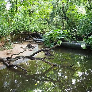 Capybara - Turtle exhibit (Sep 16th, 2018)