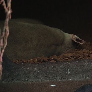 Usual view of an aardvark (Orycteropus afer) at Burgers' Zoo (Sep 16th, 2018)