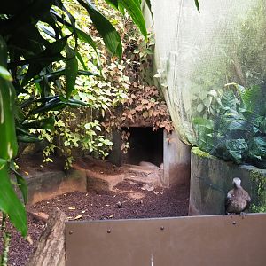 Second aardvark exhibit (Sep 16th, 2018)