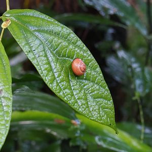 Cepaea nemoralis snail on leaf (Sep 16th, 2018)