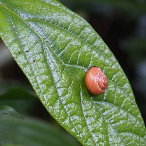 Cepaea nemoralis snail on leaf (Sep 16th, 2018)