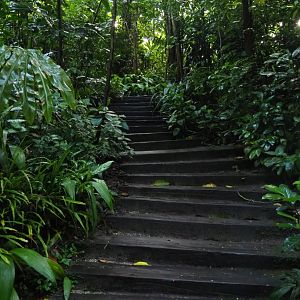 Stairs towards bark paths (Sep 16th, 2018)