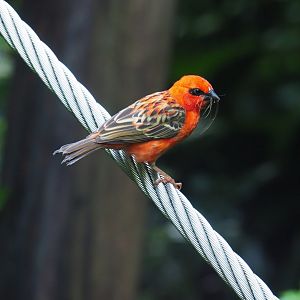 Madagascar fody (Foudia madagascariensis), Sep 16th, 2018