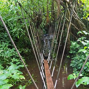 Log bridge (Sep 16th, 2018)