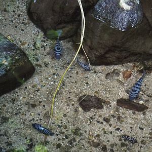 Convict cichlids (Amatitlania nigrofasciata), Sep 16th, 2018