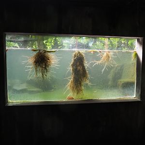 Broad-snouted caiman underwater view (Sep 16th, 2018)