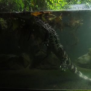 Broad-snouted caiman (Caiman latirostris), Sep 16th, 2018