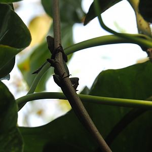 Guadeloupean anole (Anolis marmoratus), Sep 16th, 2018
