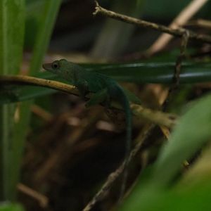 Guadeloupean anole (Anolis marmoratus), Sep 16th, 2018