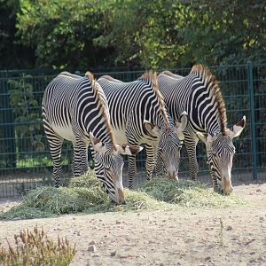 Grevy's Zebras