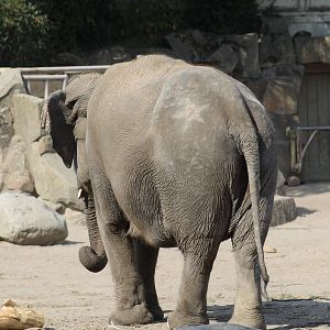 Old Logging Elephant