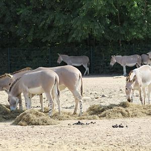 Somali Wild Ass Herd