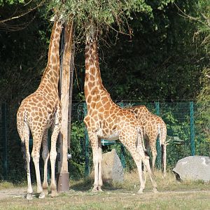 Giraffes Browsing