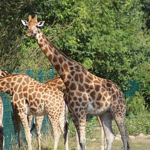 Baringo Giraffes