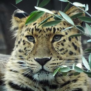 Amur Leopard - Twycross