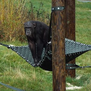 Chimpanzee - Twycross