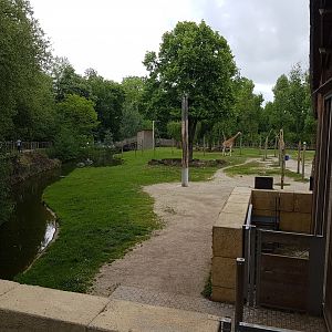 Giraffe - antilope enclosure and stables