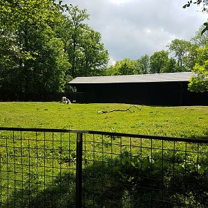 Scimitar-horned antilope enclosure