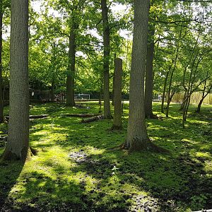 Bongo - Dik-dik enclosure