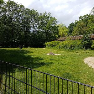 Enclosure Ostrich