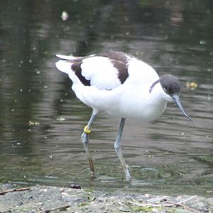 Pied avocet