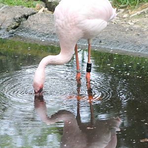 Lesser flamingo