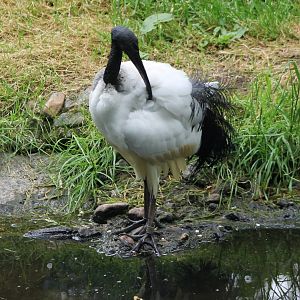 Sacred ibis