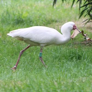 African spoonbill with nesting-material