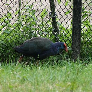 African swamphen