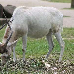 Addax-antilope