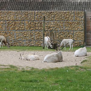 Small Addax-antilope herd