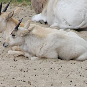 Addax-antilope calves