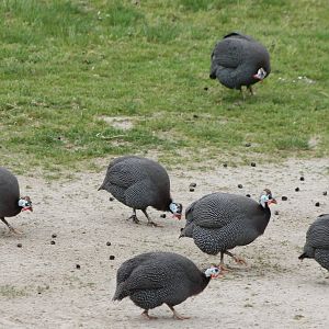 Helmeted guineafowl