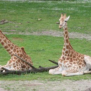 Kordofan giraffes