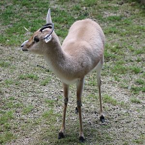 Slender-horned gazelle