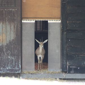 Slender-horned gazelle