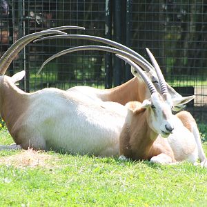 Scimitar-horned antilopes