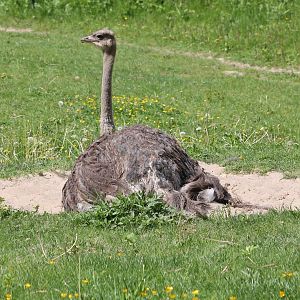 Ostrich - female