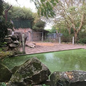 Bull elephant enclosure