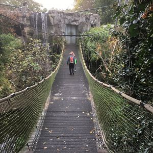 Bridge in Asian aviary