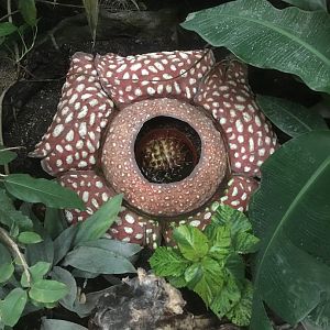 Rafflesia (fake)