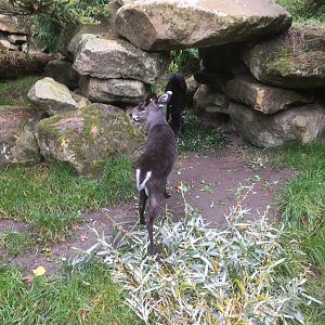 Michie’s tufted deer