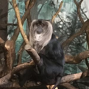 Lion tailed macaque