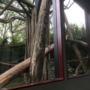 Langur outside enclosure