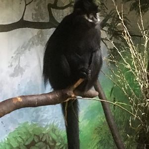 Francois langur