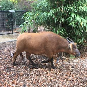 Congo buffalo