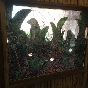 Black and rufous elephant shrew enclosure