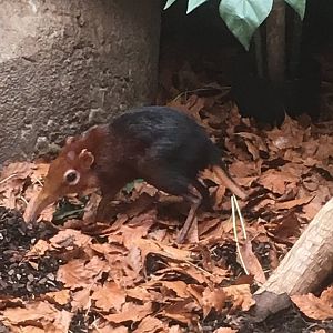 Black and rufous elephant shrew